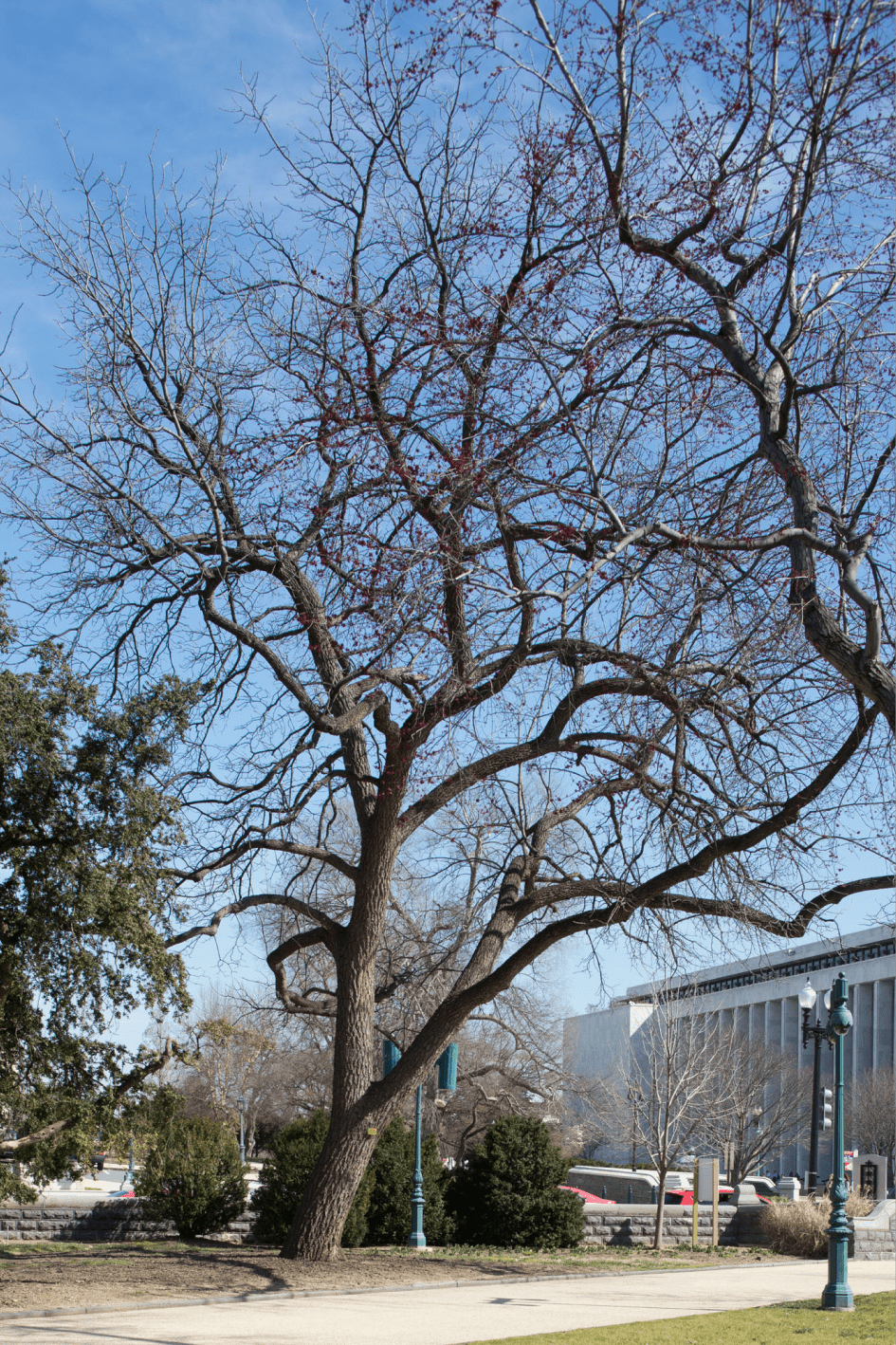 Chief Sequoyah Tree